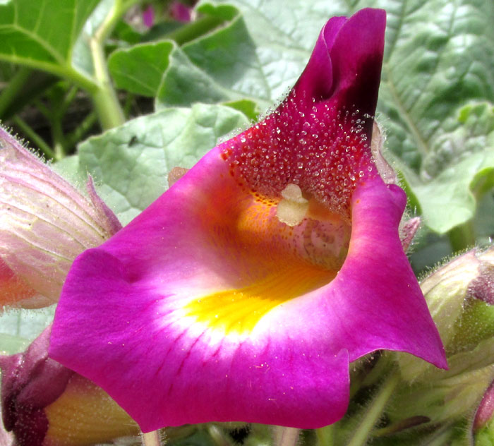 Devil's Claws, PROBOSCIDEA LOUISIANICA ssp. FRAGRANS, purple corolla