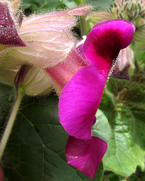 Devil's Claws, PROBOSCIDEA LOUISIANICA ssp. FRAGRANS, purple corolla side view