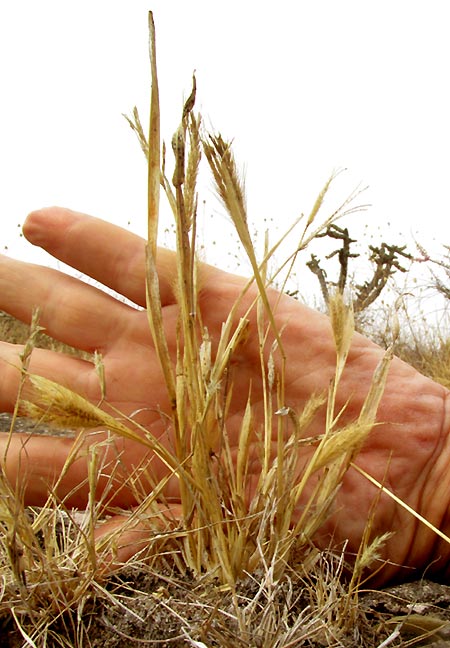 Ringed Dichanthium, DICHANTHIUM ANNULATUM, old plant