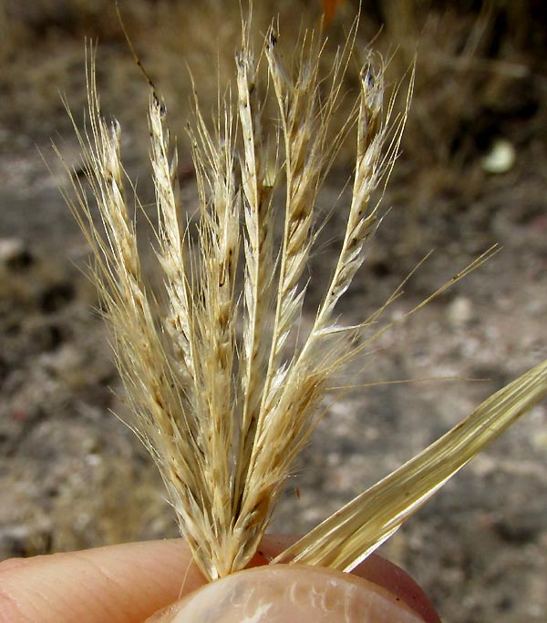 Ringed Dichanthium, DICHANTHIUM ANNULATUM, rames spread apart