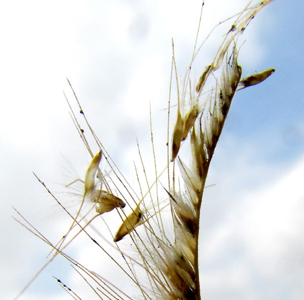 Ringed Dichanthium, DICHANTHIUM ANNULATUM, close-up of rame