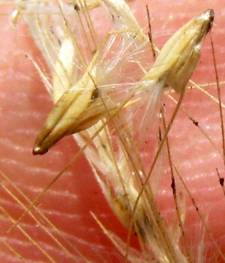 Ringed Dichanthium, DICHANTHIUM ANNULATUM, spikelets