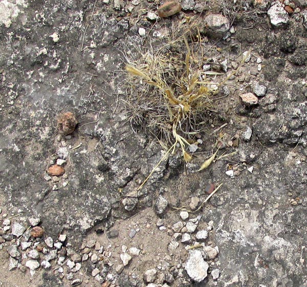 Ringed Dichanthium, DICHANTHIUM ANNULATUM, in habitat