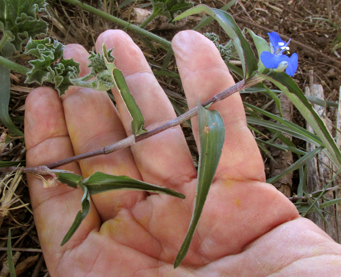 Spreading Dayflower, COMMELINA DIFFUSA