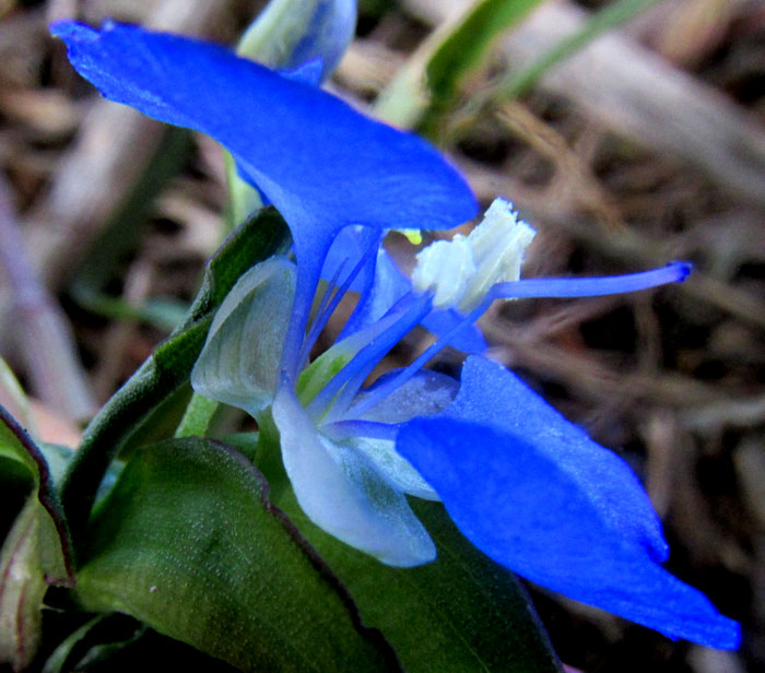 Spreading Dayflower, COMMELINA DIFFUSA, flower side view