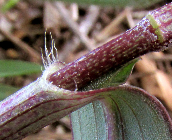 Spreading Dayflower, COMMELINA DIFFUSA, flower side view