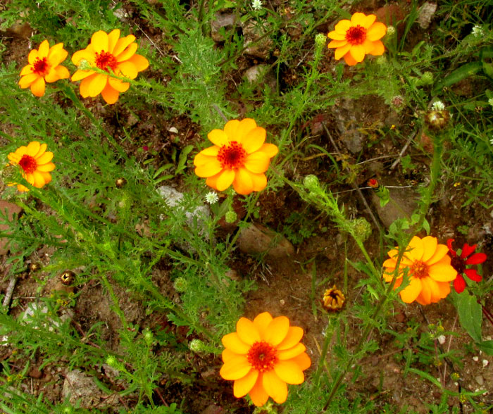 Dogweed, ADENOPHYLLUM CANCELLATUM, habitat