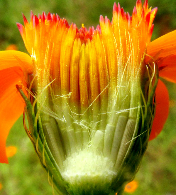 Dogweed, ADENOPHYLLUM CANCELLATUM, broken open head showing florets with pappi