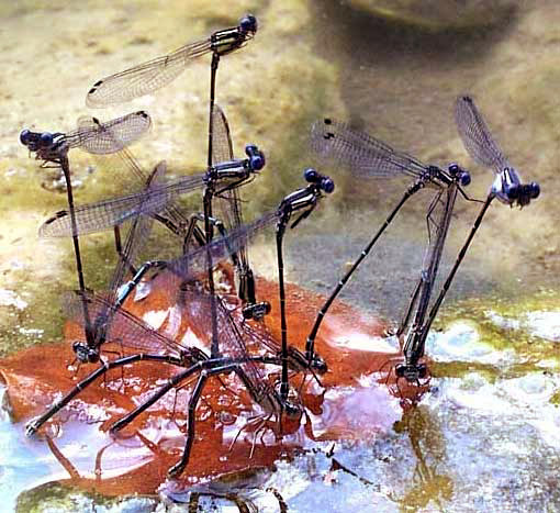 ARGIA TRANSLATA, Dusky Dancer