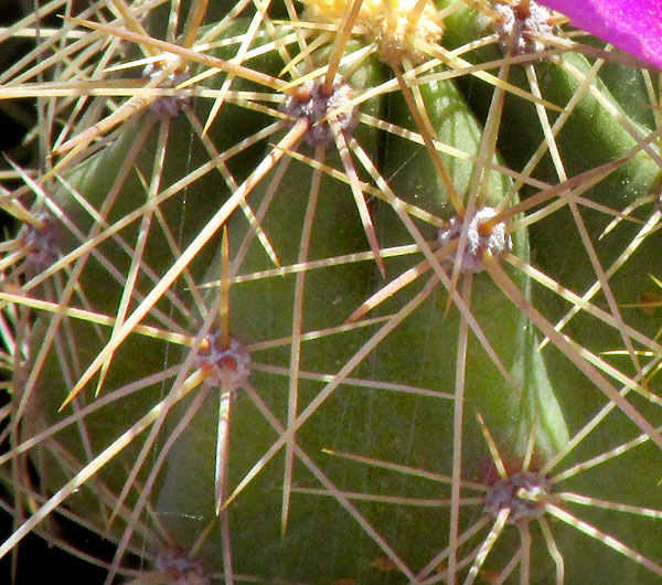 ECHINOCEREUS CINERASCENS ssp. CINERASCENS, ribs & spine clusters