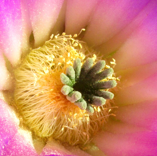 ECHINOCEREUS CINERASCENS ssp. CINERASCENS, stigma lobes & stamens