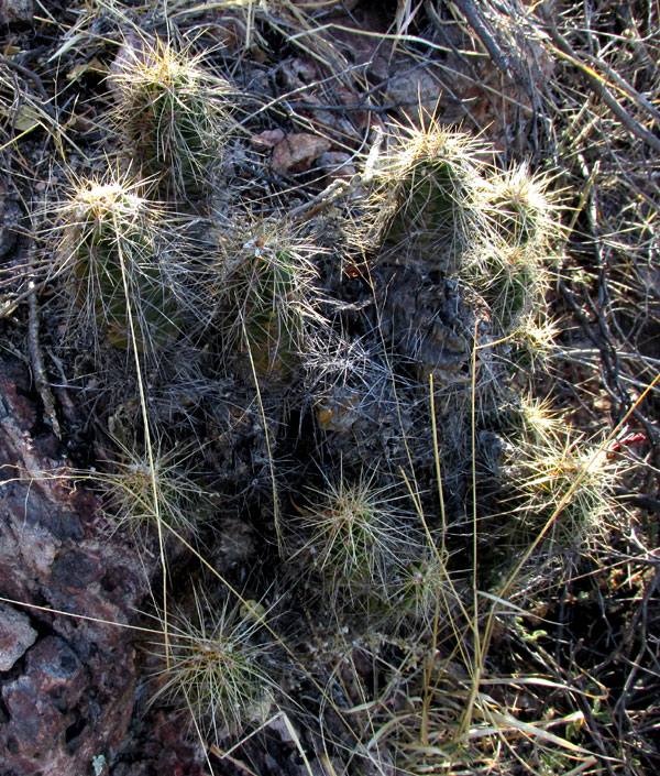 ECHINOCEREUS CINERASCENS ssp. CINERASCENS, habitat