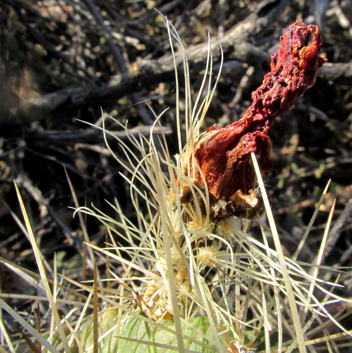 ECHINOCEREUS CINERASCENS ssp. CINERASCENS, dried-up flower with spines on ovary