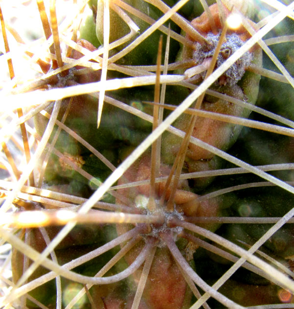 ECHINOCEREUS CINERASCENS ssp. CINERASCENS, slender spines & hairy areoles