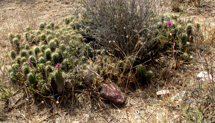 ECHINOCEREUS CINERASCENS ssp. CINERASCENS, colony at end of dry season, 3 blossoms