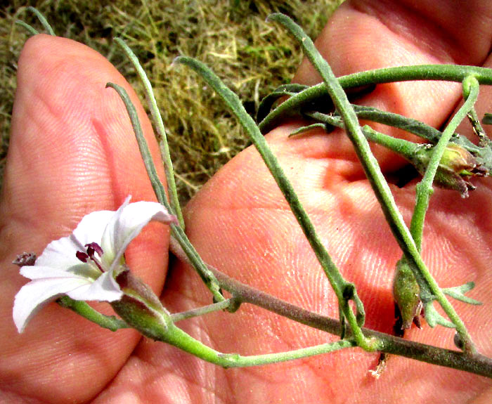 Texas Bindweed, CONVOLVULUS EQUITANS, calyx and sepals, flower & leaves