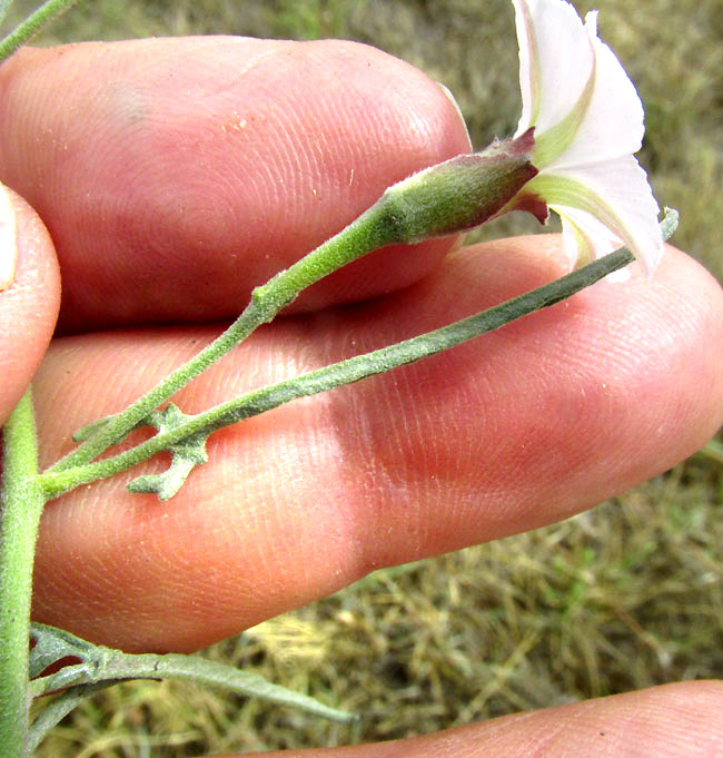 Texas Bindweed, CONVOLVULUS EQUITANS, calyx and sepals