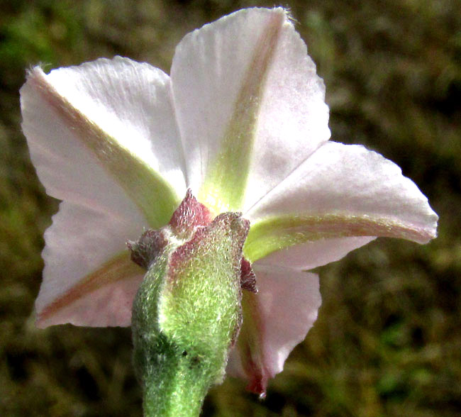 Texas Bindweed, CONVOLVULUS EQUITANS, calyx and sepals, sepals and corolla from behind