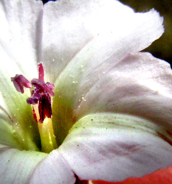 Texas Bindweed, CONVOLVULUS EQUITANS, calyx and sepals, stamens and corolla throat