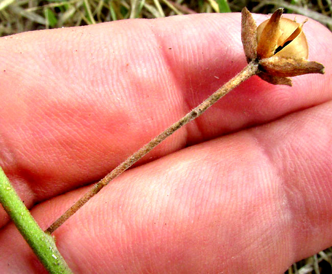 Texas Bindweed, CONVOLVULUS EQUITANS, calyx and sepals, capsular fruit on long stem