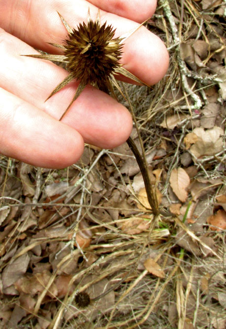 Eryngo, ERYNGIUM MONOCEPHALUM