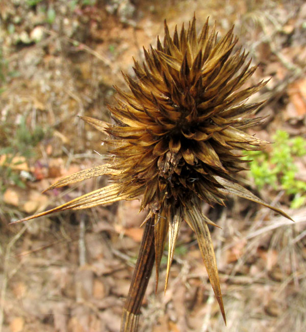 Eryngo, ERYNGIUM MONOCEPHALUM, dried head