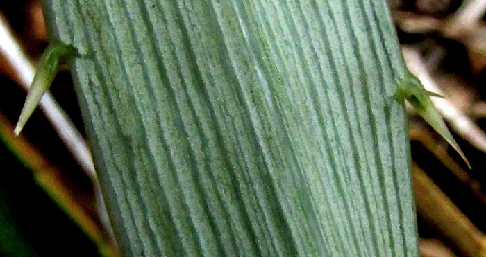 Eryngo, ERYNGIUM MONOCEPHALUM, blade undersurface and compound spines on margin