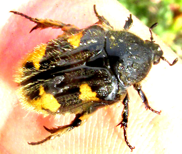 Bumblebee Flower Beetle, EUPHORIA BASALIS, marks on back