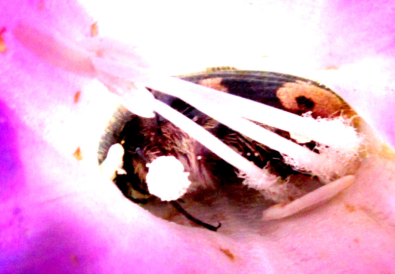 Bumblebee Flower Beetle, EUPHORIA BASALIS, in flower of Morning-glory Bush, Ipomoea stans