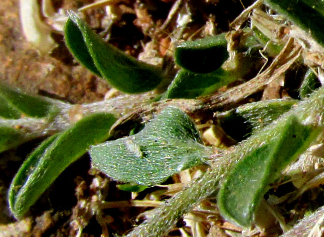 Slender Dwarf Morning-glory, EVOLVULUS ALSINOIDES, hairy leaves & stem