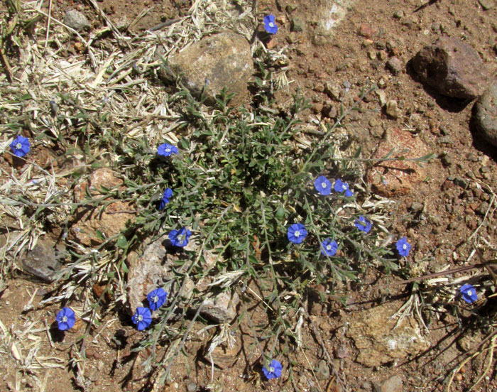 Slender Dwarf Morning-glory, EVOLVULUS ALSINOIDES, habitat & form