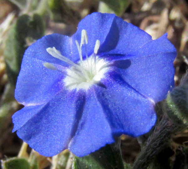 Slender Dwarf Morning-glory, EVOLVULUS ALSINOIDES, flower