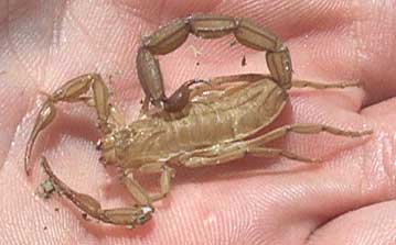 SCORPION EXUVIA