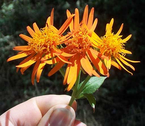 Mexican Flame-vine, PSEUDOGYNOXYS CHENOPODIOIDES
