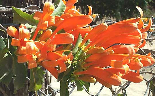 Flame Vine, PYROSTEGIA IGNEA