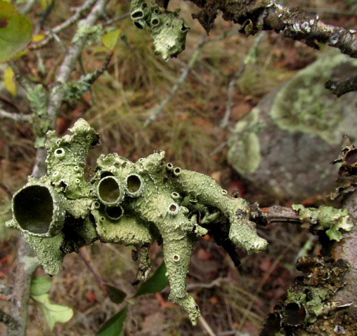 Fruiting Speckled Greenshield, FLAVOPUNCTELIA PRAESIGNIS, on twig