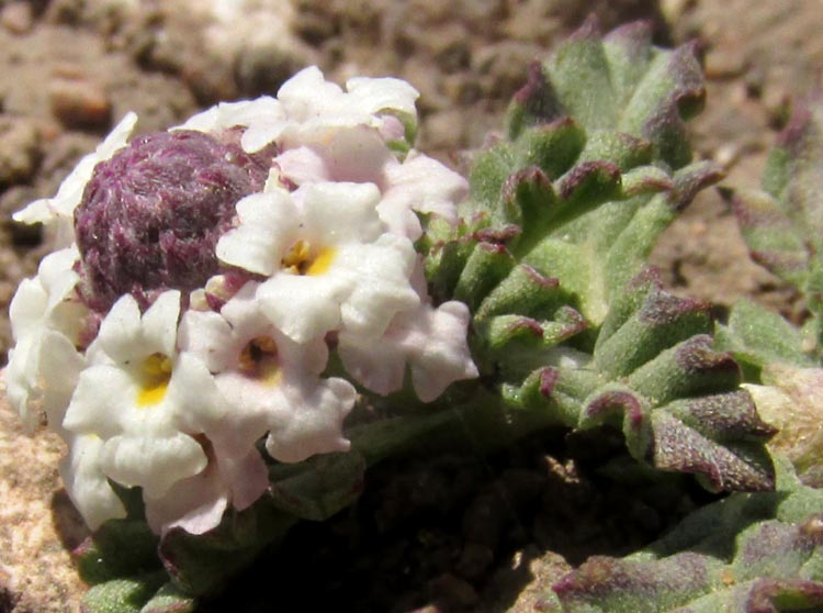 LIPPIA (Phyla) QUERETARENSIS, Frogfruit or Fogfruit, close-up of young heads and leaves