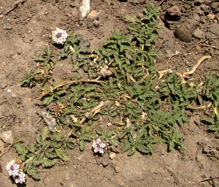 LIPPIA (Phyla) QUERETARENSIS, Frogfruit or Fogfruit, trailing feature shown