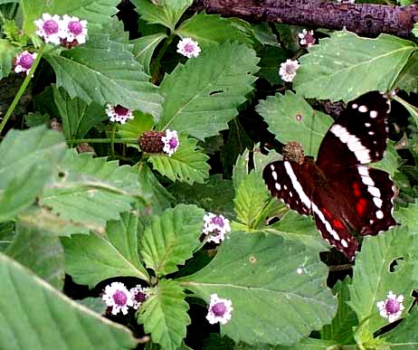 Banded Peacock, ANARTIA FATIMA