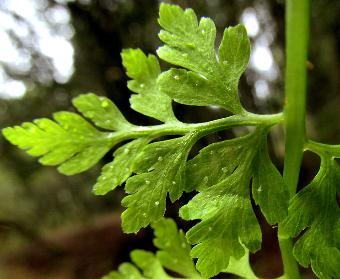 Fragile Fern, CYSTOPTERIS FRAGILIS, immature sori on blad undersurface