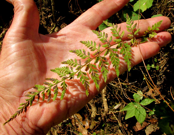 Fragile Fern, CYSTOPTERIS FRAGILIS, frond in habitat