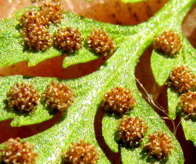 Fragile Fern, CYSTOPTERIS FRAGILIS, mature sori with no indusia visible