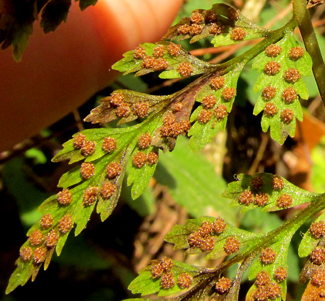 Fragile Fern, CYSTOPTERIS FRAGILIS, mature sori