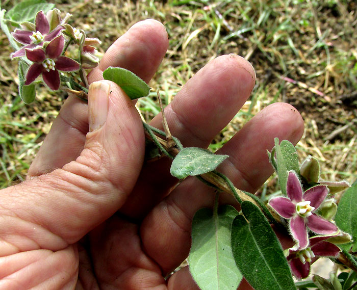 FUNASTRUM ELEGANS, flowers & leaves