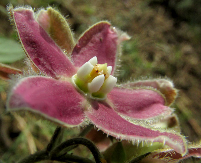 FUNASTRUM ELEGANS, flower from side