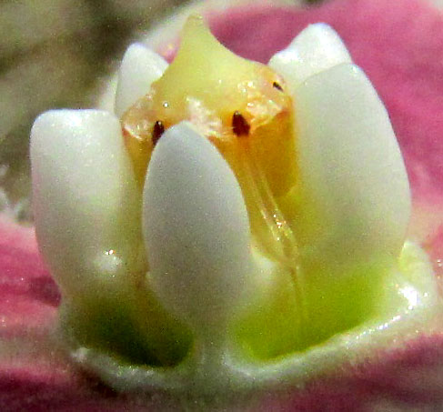 FUNASTRUM ELEGANS, close-up of gynostegium and hoods