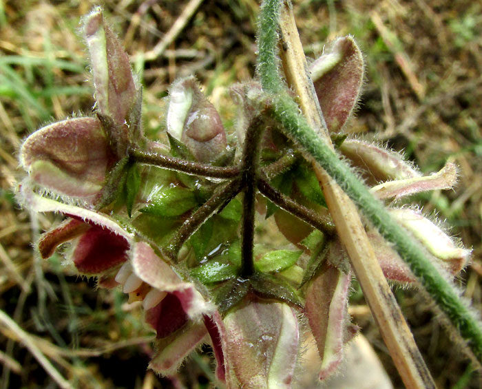 FUNASTRUM ELEGANS, inflorescence structure