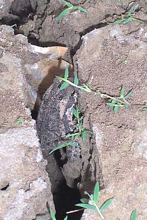 Gulf Coast Toad, BUFO VALLICEPS