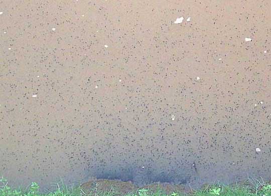 many tadpoles