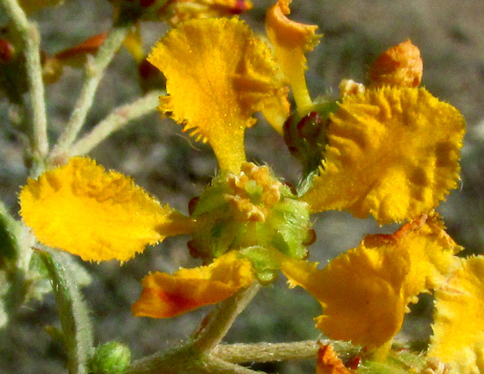 GAUDICHAUDIA CYNANCHOIDES, flower from front